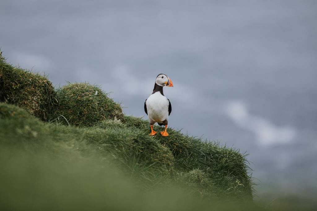 A puffin stands on a grassy cliff on the Faroese Island of Mykines.