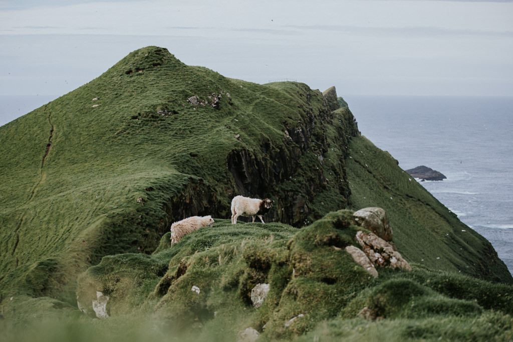 This is a photo of a hiking trail in the Faroe Islands. There is a grassy, treeless cliff by the ocean with two sheep in the center and birds swirling above the ocean.