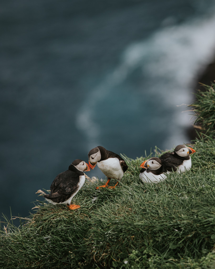 Two Faroe Islands puffins stand beak to beak on a sea cliff.