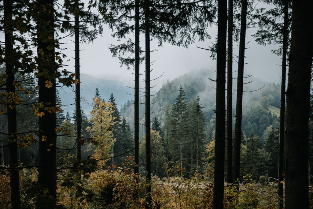 Photo of misty autumn trees in Berchtesgaden, Germany