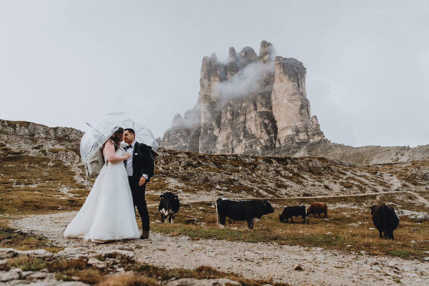 A couple in wedding dress and tuxedo kiss under clear umbrellas. They are eloping in Tre Cime National Park, surrounded by misty mountain peaks and a herd of cows.