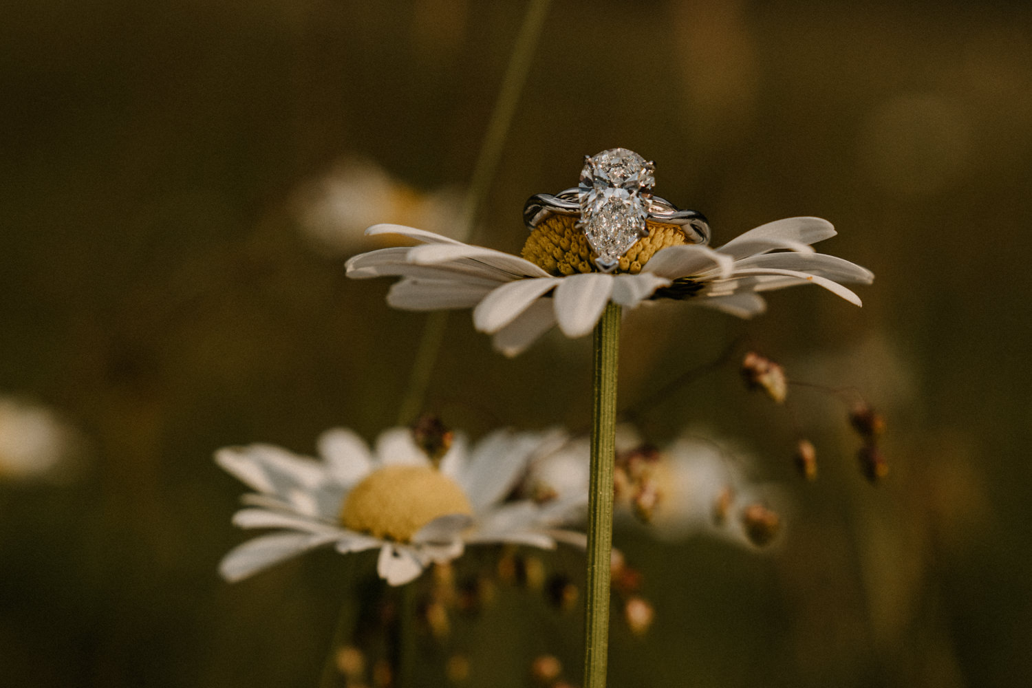 A close up of a large diamond wedding ring sitting atop a white flower during a proposal shoot in the Dolomites